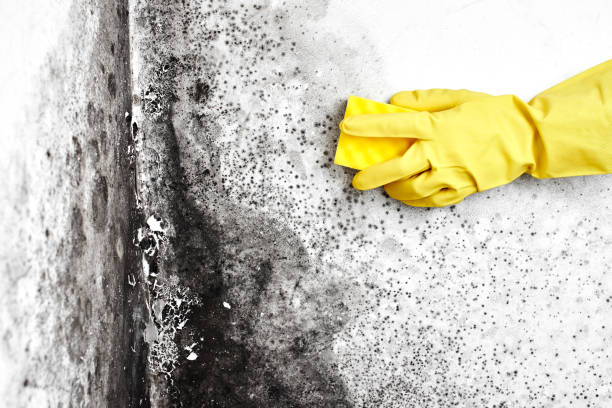 Best Forensic Mold Investigation  in Wheaton, IL