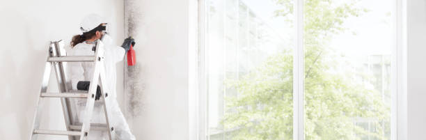 Best Water Damage & Mold Remediation  in Wheaton, IL